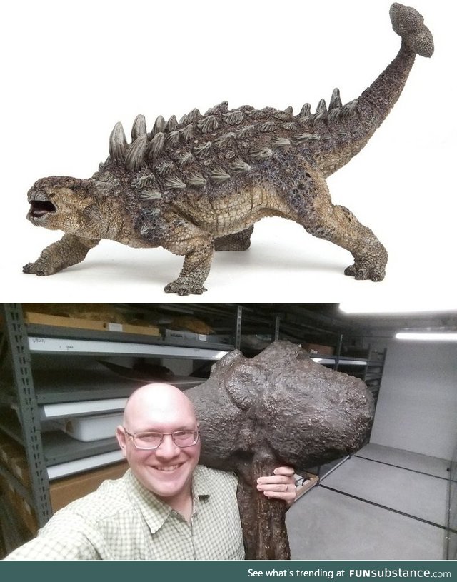 The clubbed tail of an Ankylosaurus IRL