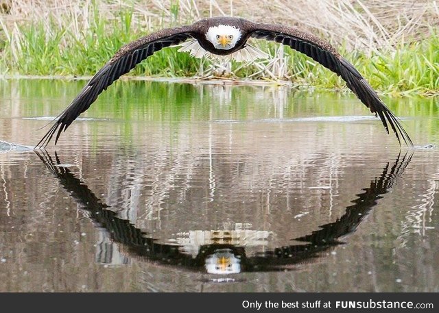 Handsome Bald Eagle at the Canadian Raptor Conservancy flying perfectly close to the water