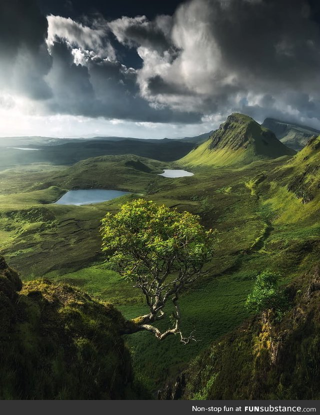 This tree growing from the side of a cliff on the Isle of Skye