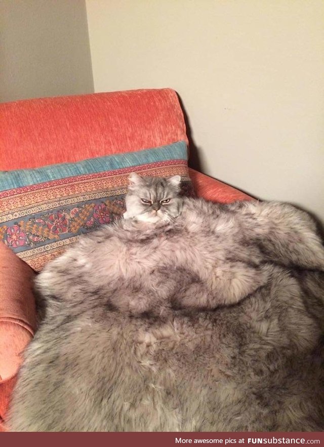 Jabba the Catt