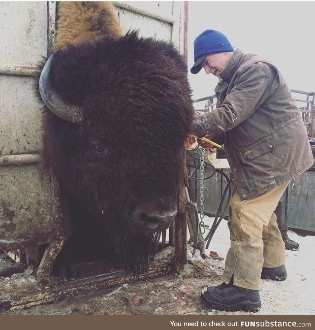 Big boy getting check by vet