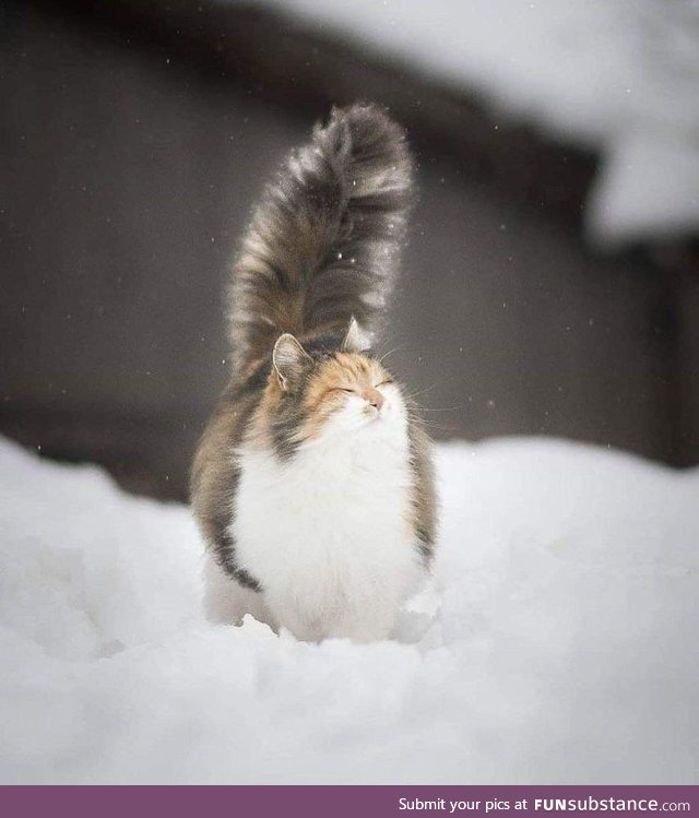 Cat squirrel