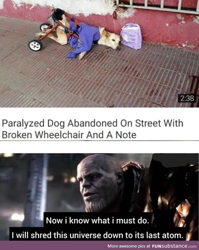 Poor doggo