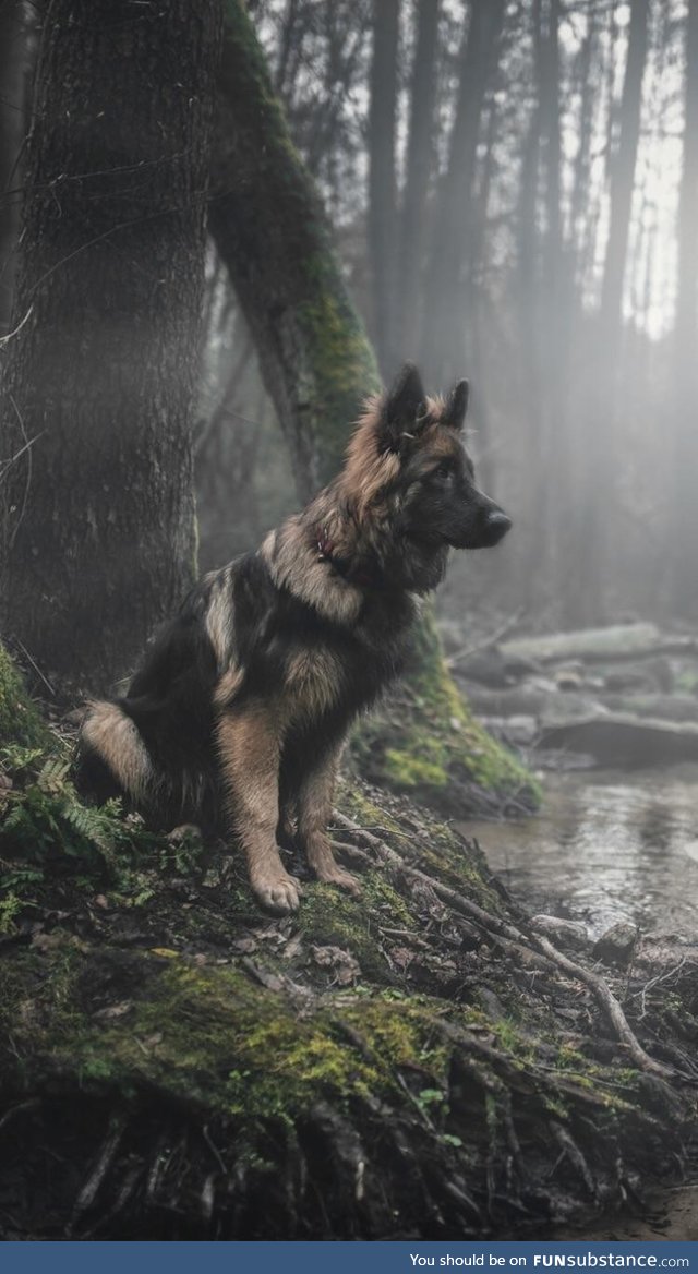 Staring out into the wilderness - Image: Paweł Szamreta