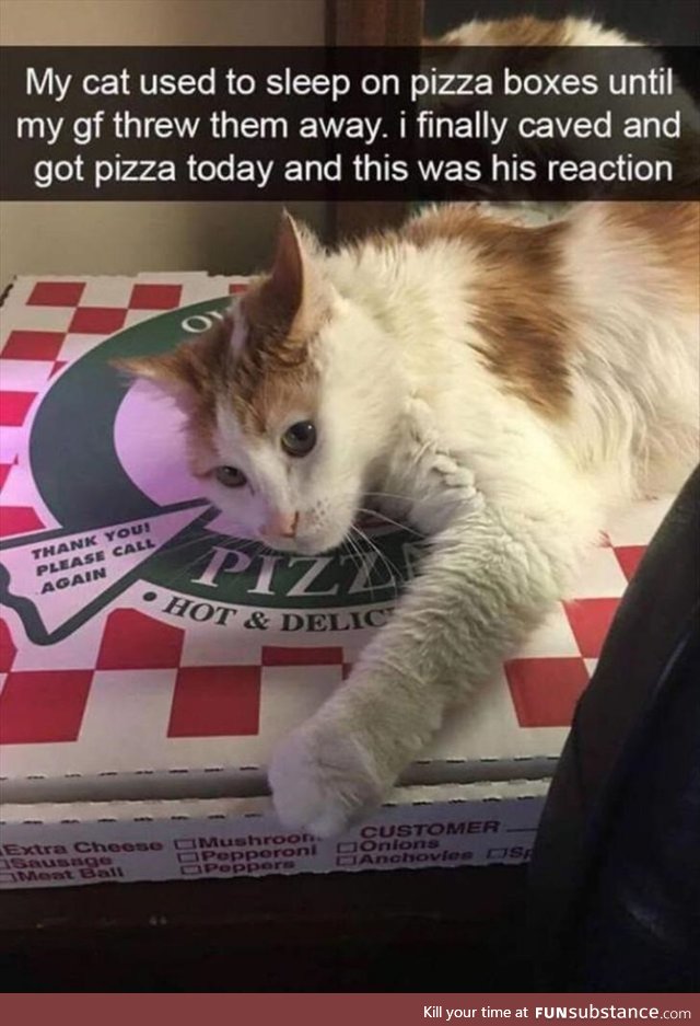 Pizza cat