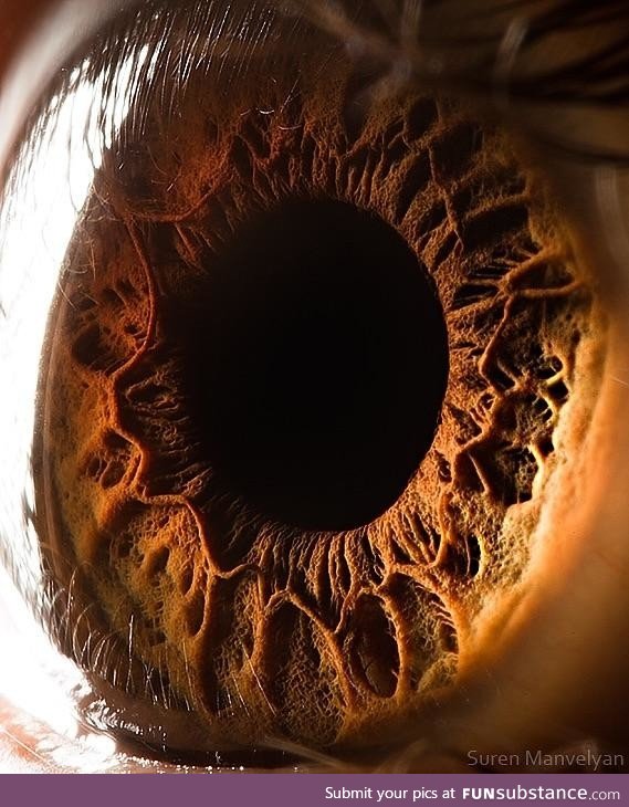 Macro Photography of the Eye