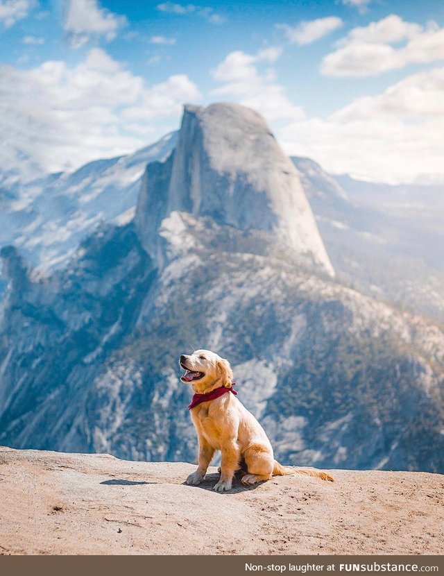 Good boy at the top of the world