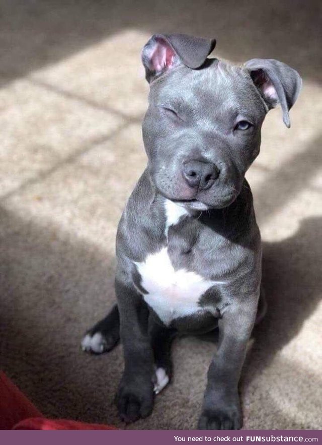 Photogenic good boy even in the sun!