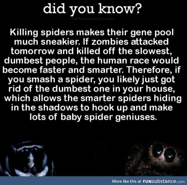 Spiders