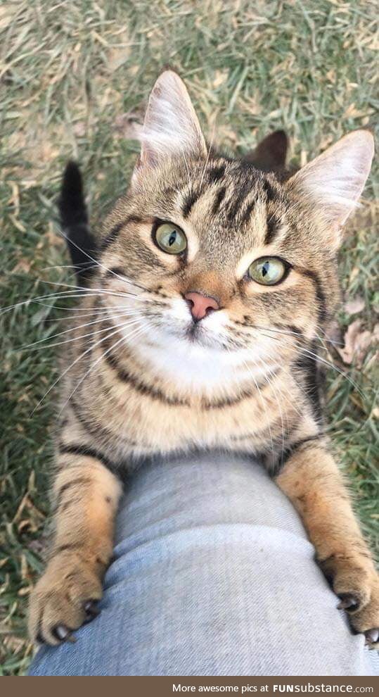 This extremely cute cat