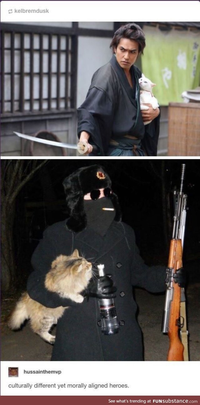 товарищ кот yeah