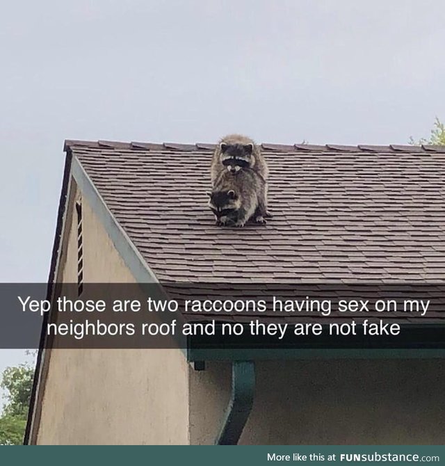 Trashy pandas f**king on the roof