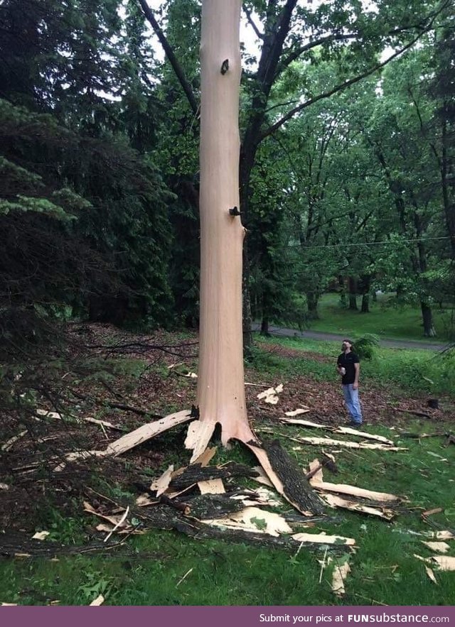 A lightning strike blew all the bark off. Very very frightening