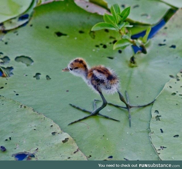 Jacana puppies have to grow in to their feet