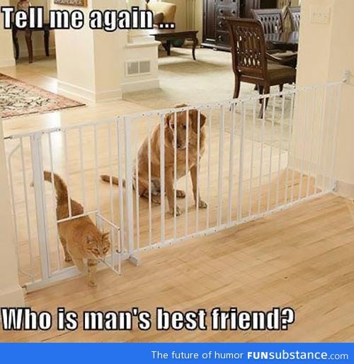 Who is man's best friend?