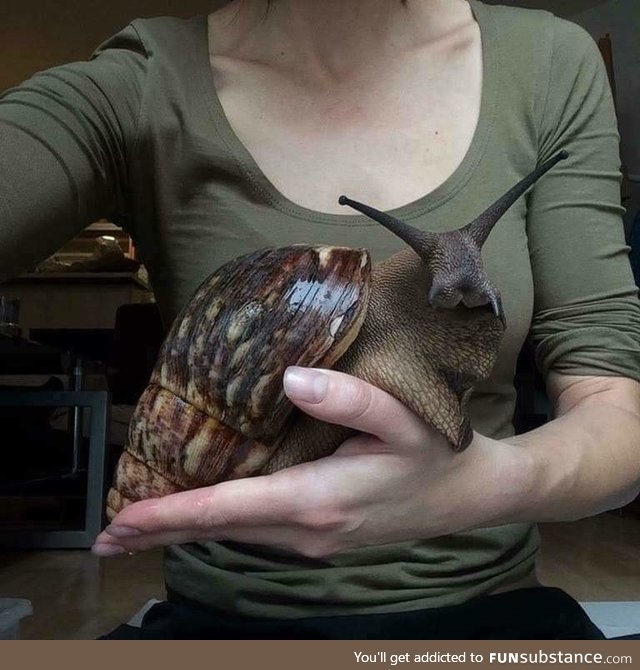 A giant African land snail