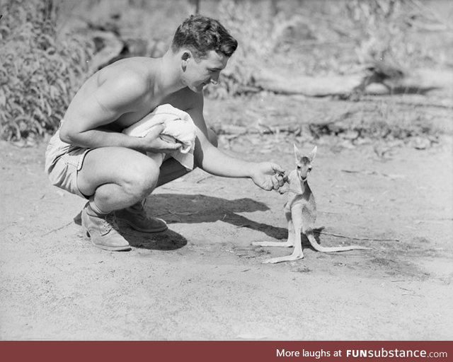 An american soldier at an advanced allied base with his pet kangaroo, 1942