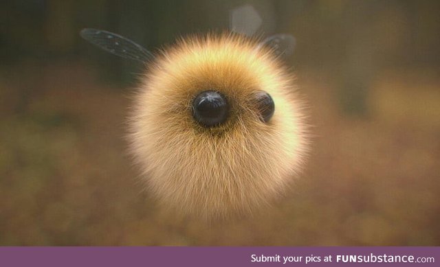 Fluffy bee