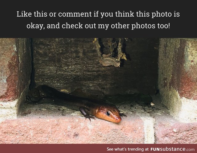 A cute little skink!