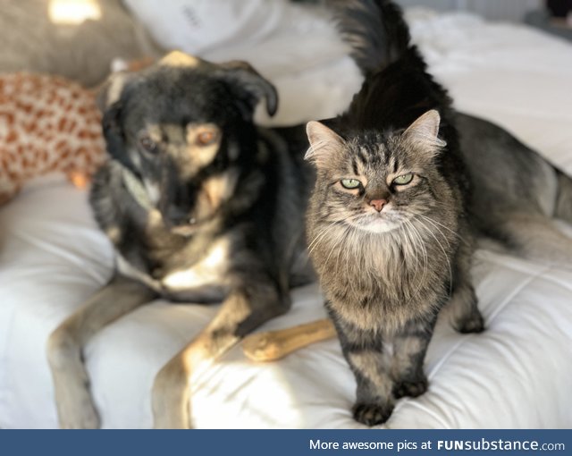 Was trying to get a portrait shot of my doggo, but my cat jumped up at the right moment