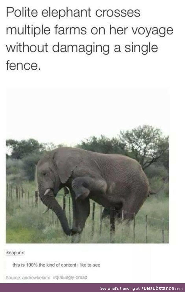 Casually polite elephant