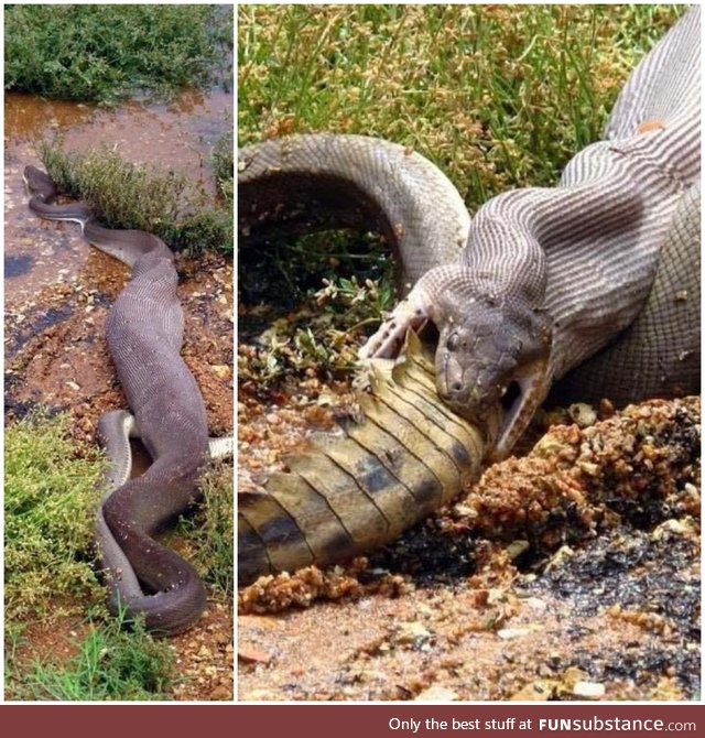 An Olive Python devours a crocodile in Australia