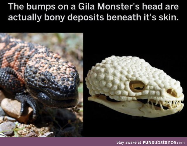 Badass gila Monster