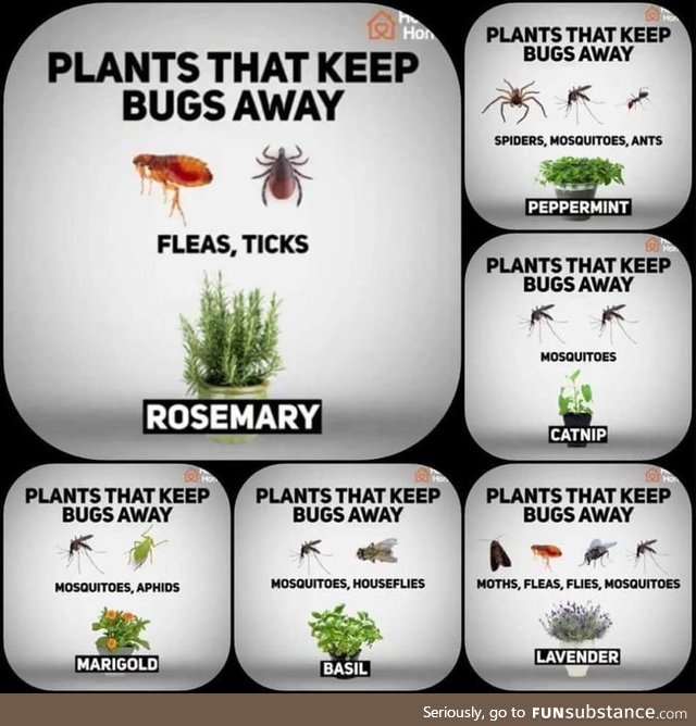 A handy infographic of insect-repelling plants