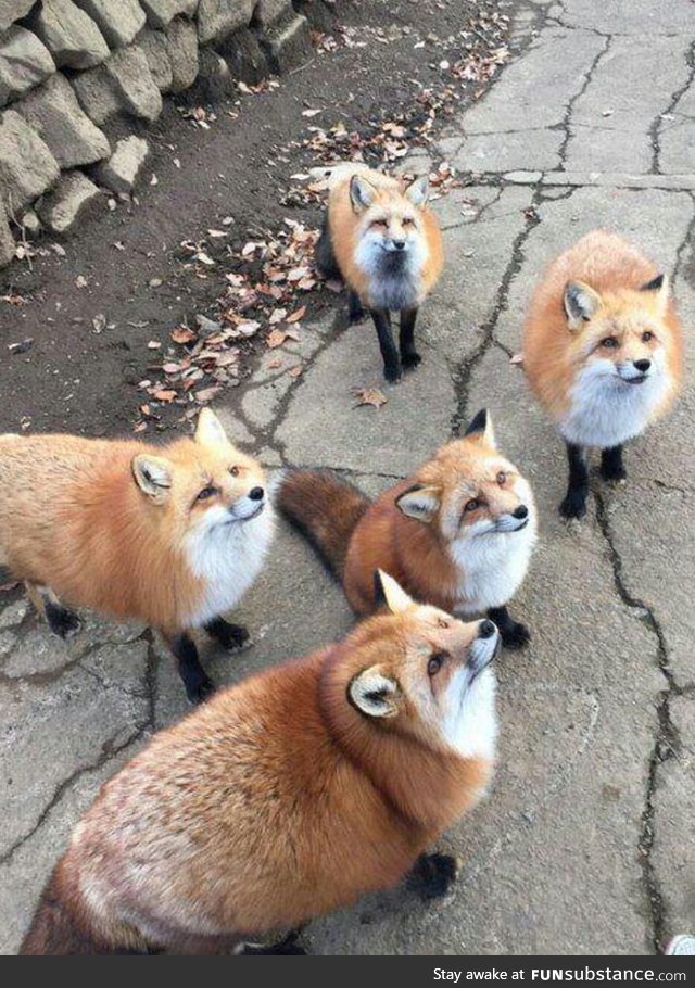 Chonky foxes