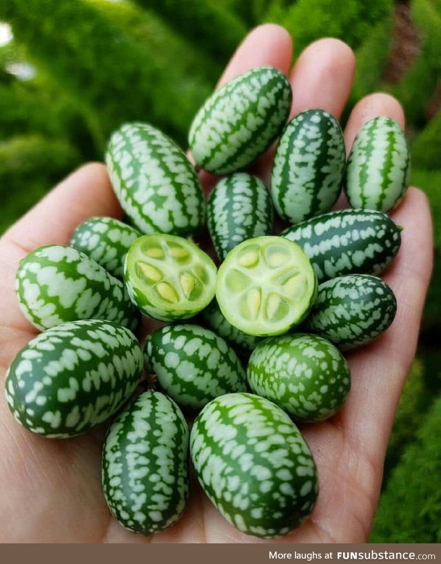 It's called Cucamelon and it tastes like cucumber in lime juice