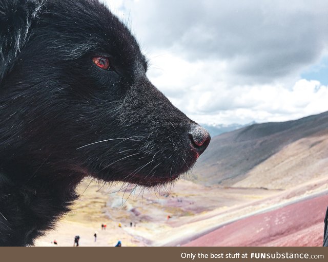 My favorite thing about Peru is that there would always be a random dog that followed you