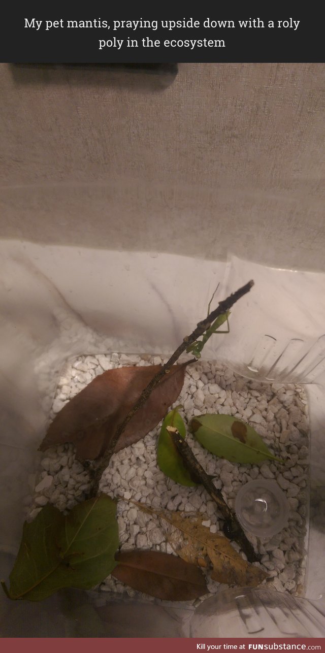 My pet mantis, look it!