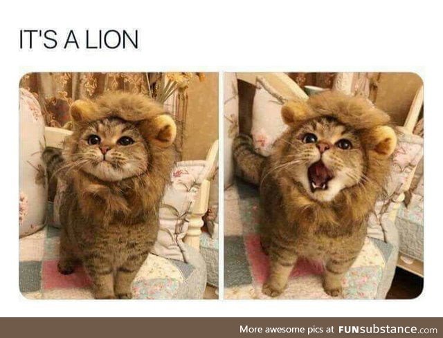 It's a lion