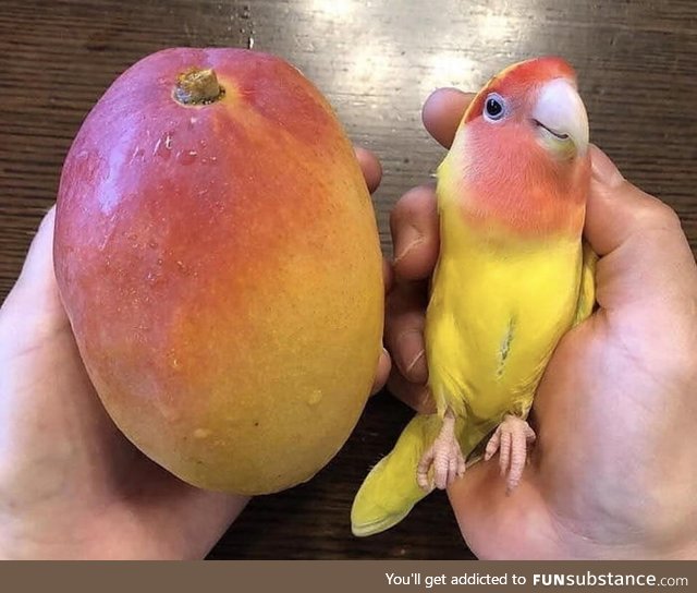 Mango & parrot