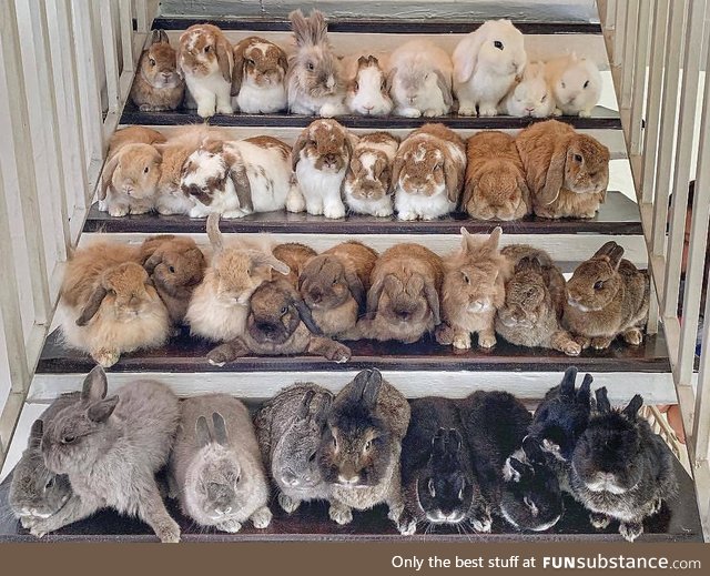 35 shades of rabbit