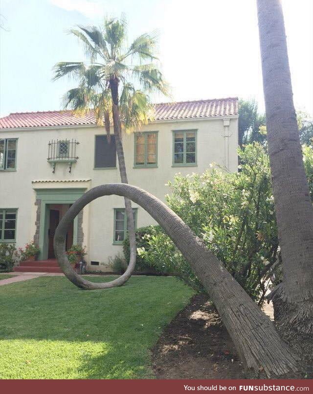 The way this tree fell over, refused to die and curved right back up