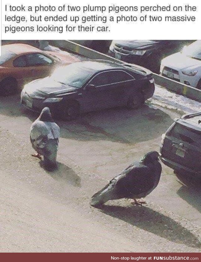 Plump bois looking for their car