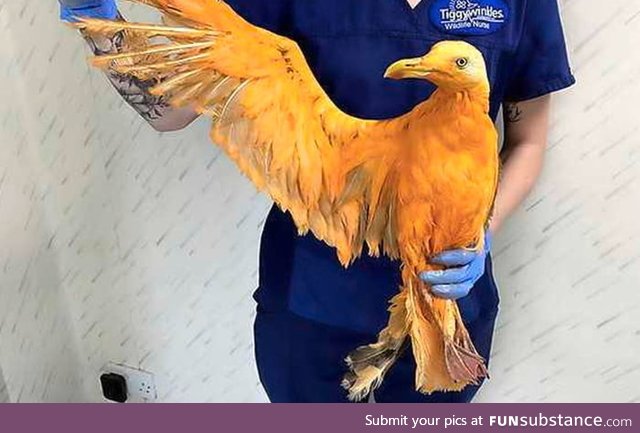 People in the UK thought they found some exotic bird, but it turned out to be a seagull