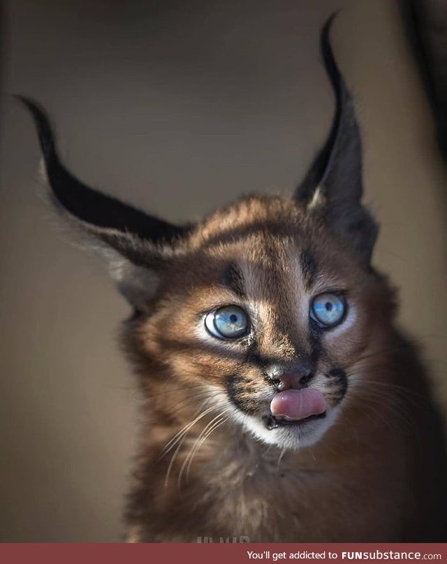 Caracal with Mesmerizing eyes