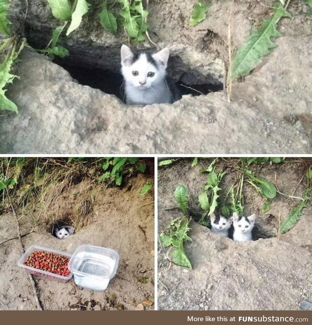 The first day they saw a little cat hiding in the garden, so they got him some food and