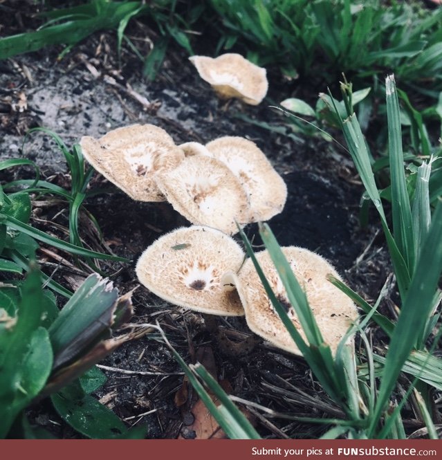 Mushrooms in my yard