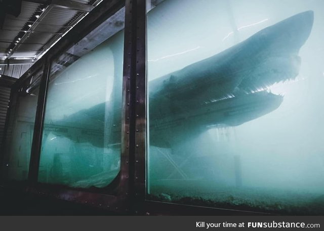 Decaying Great White Shark left to rot at an abandoned Wildlife Park in Melbourne