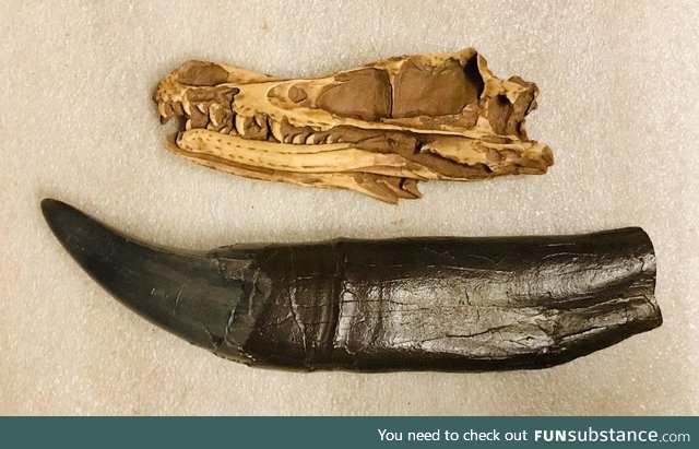 A Velociraptor skull compared to a T-Rex tooth