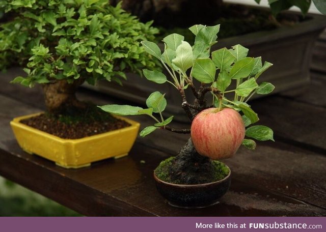 Apple bonsai!