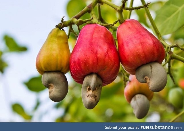 Cashew Apples