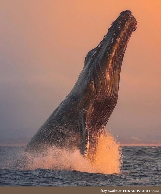 A breaching Humpback Whale