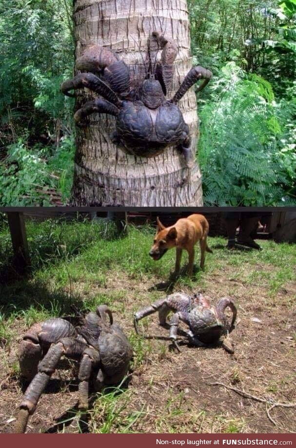 Coconut Crab !