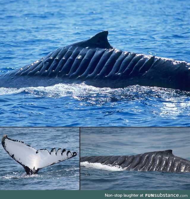 This whale survived being cut up by a boat propeller in 2001. The whale is now named