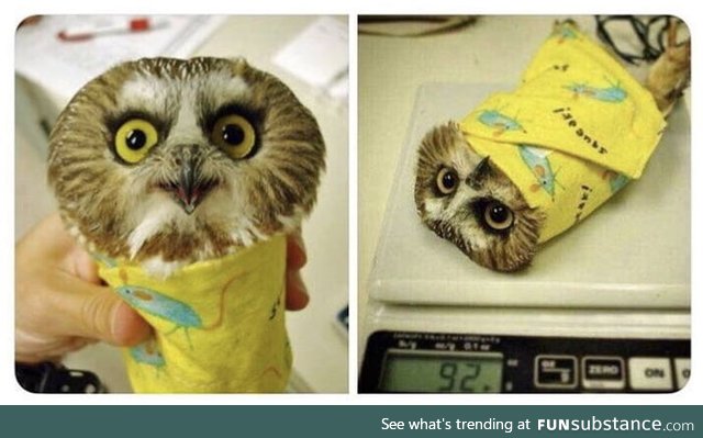 How to weigh an owl