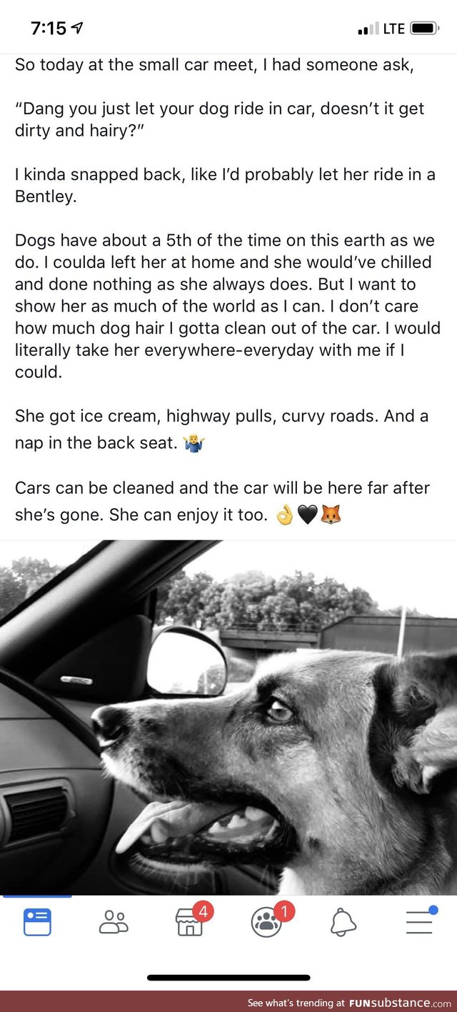 Dogs in cars getting coffee